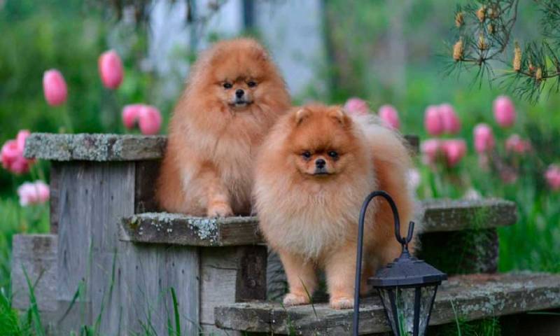 Собаки в саду