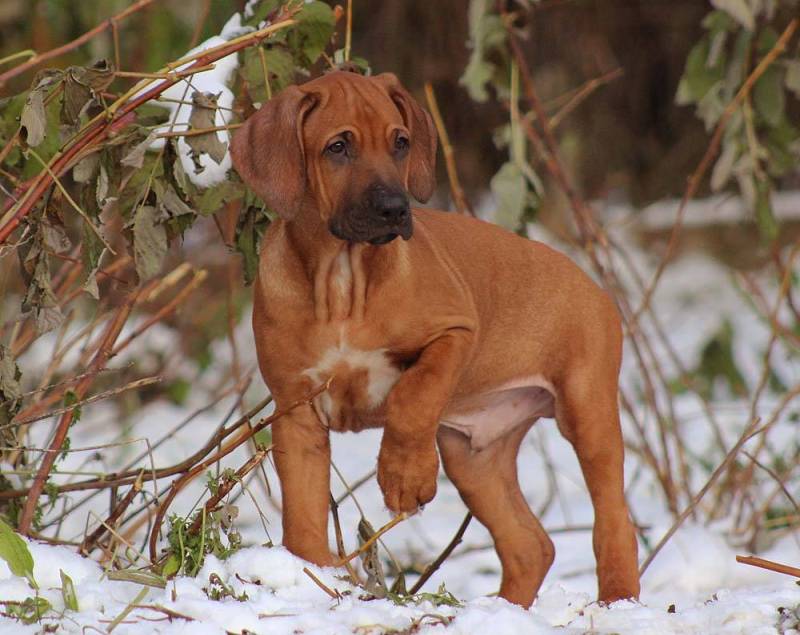 Молодой пес в снегу