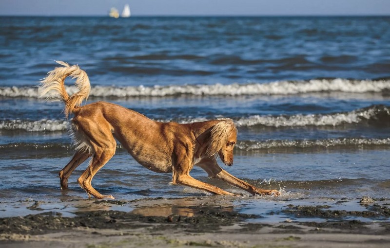 Пес у моря