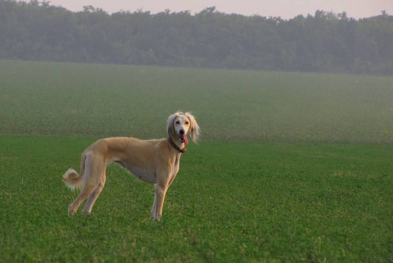 Пес в поле