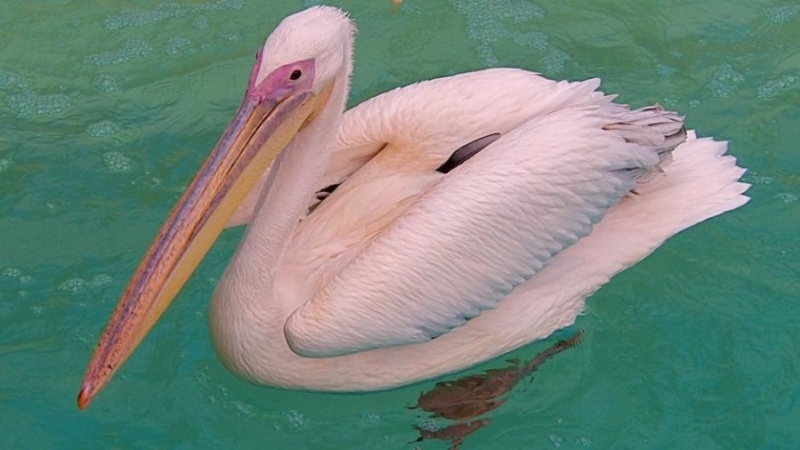 Птица розовый пеликан