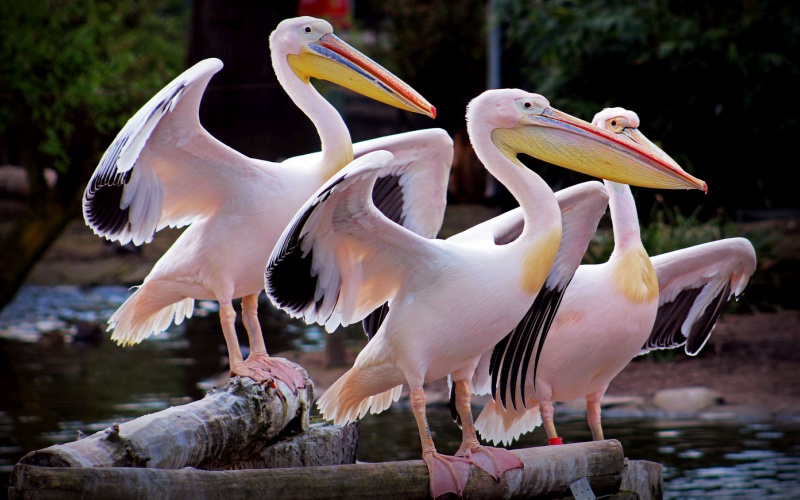 Красивые пеликаны