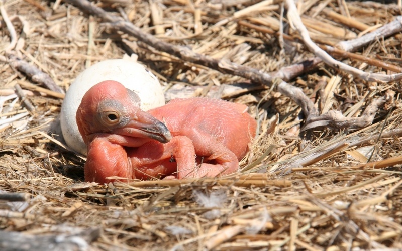 Птенец розового пеликана