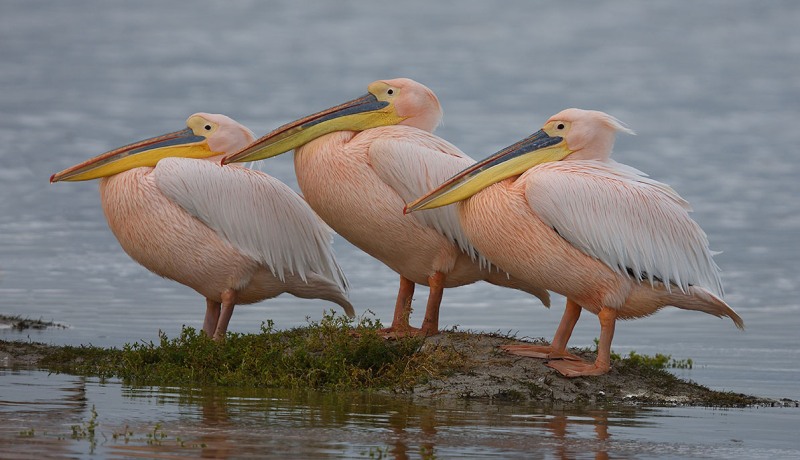 Птицы на островке