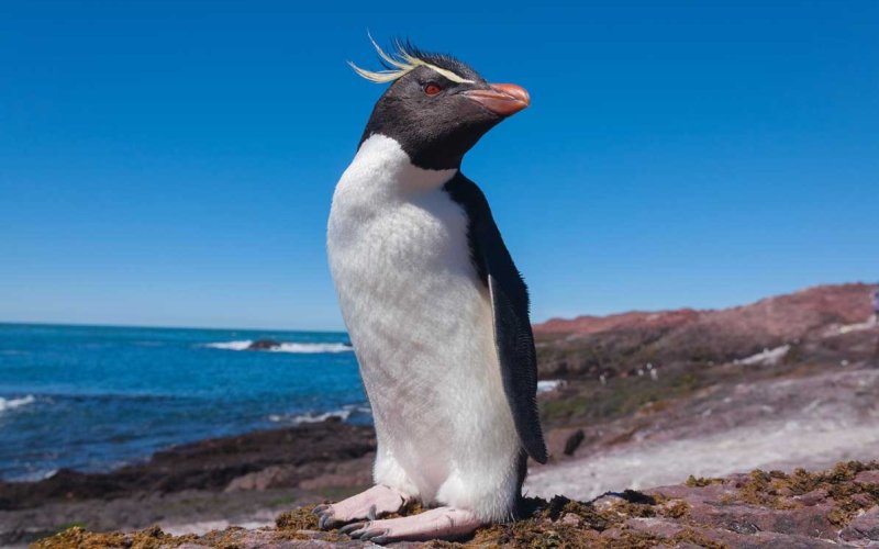 Птица хохлатый пингвин 