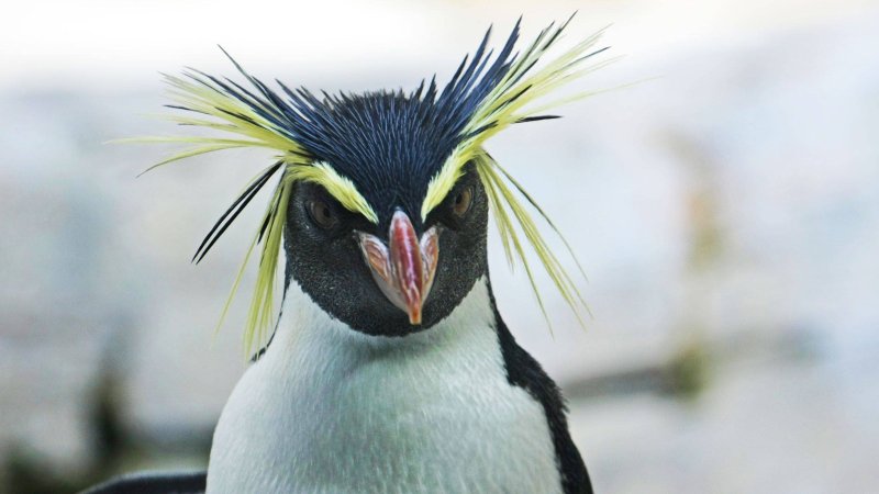 Голова пингвина 