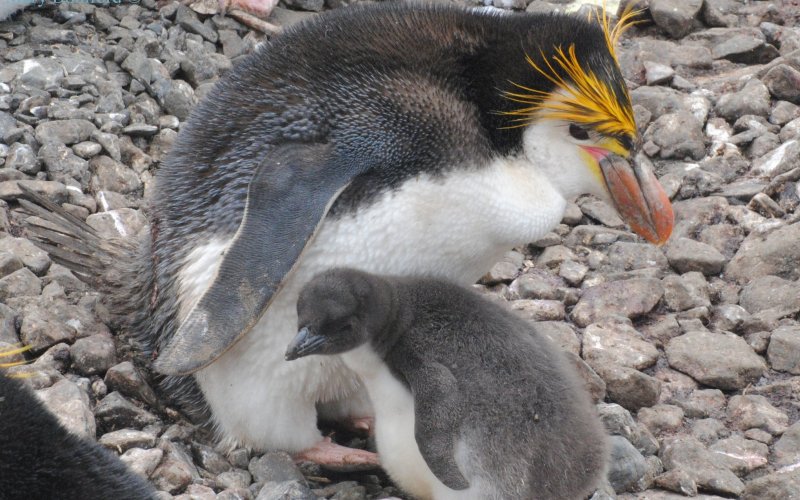 Птенец хохлатого пингвина