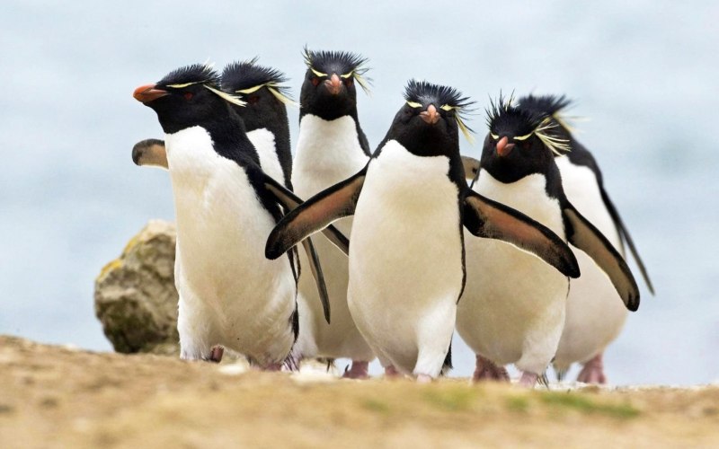 Пингвины выходят из воды