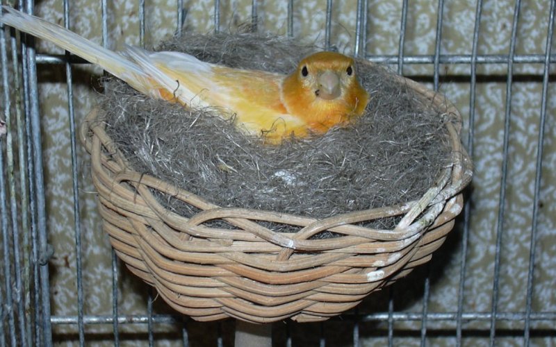Птица в гнезде