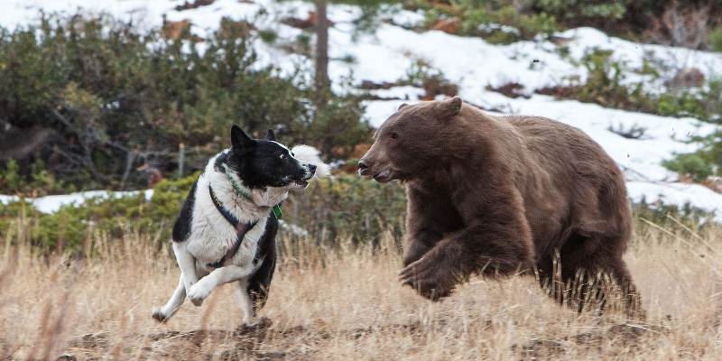 Пес и медведь
