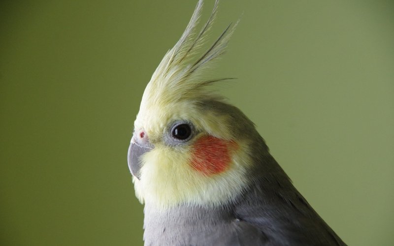 Голова попугая