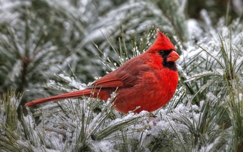 Птица красный кардинал 