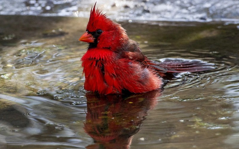 Птица в воде