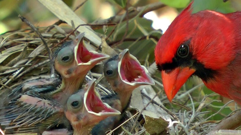 Птенцы красного кардинала