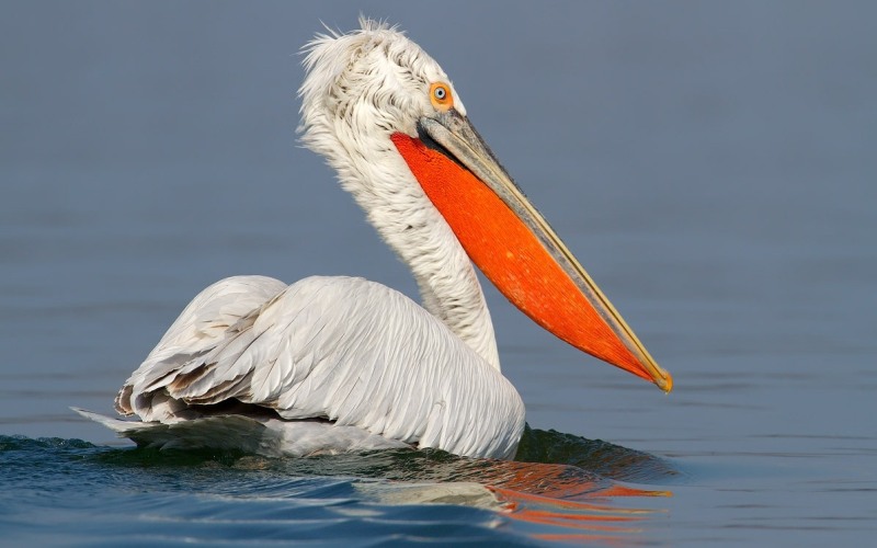 Кудрявый пеликан плывет в воде