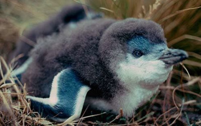 Птенец голубого пингвина