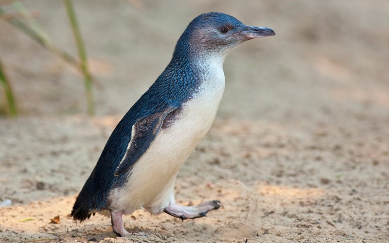 Сказочный пингвин 