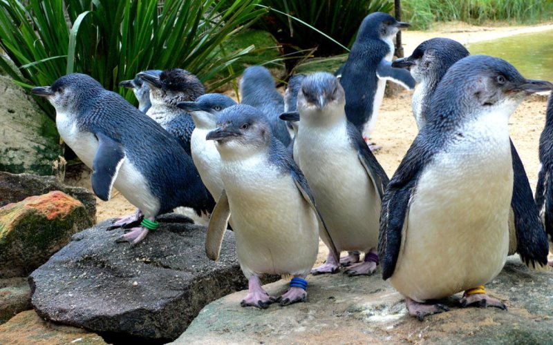 Стая малых пингвинов