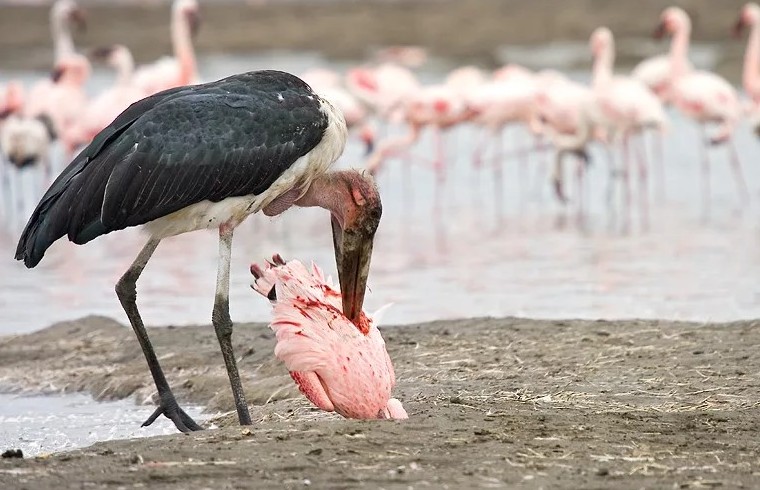 Марабу убивает фламинго