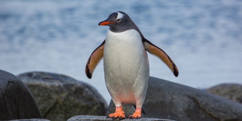 Птица пингвин