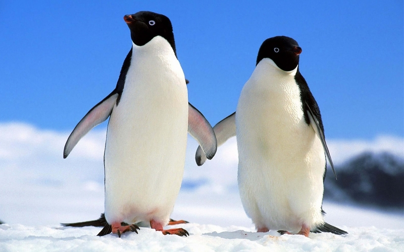 Милые пингвины 