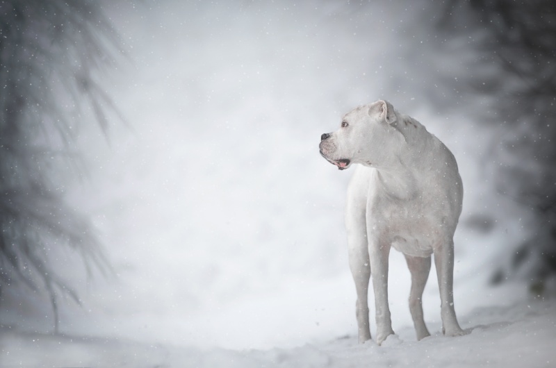 Зимний пес