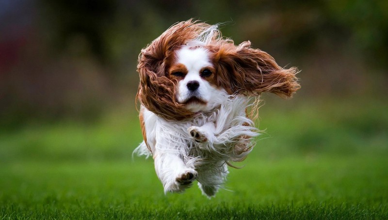 Летящий пес