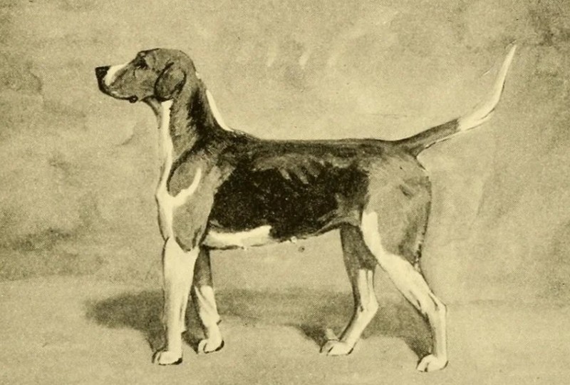 Старое изображение собаки