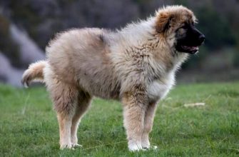 Порода собак Кавказская овчарка