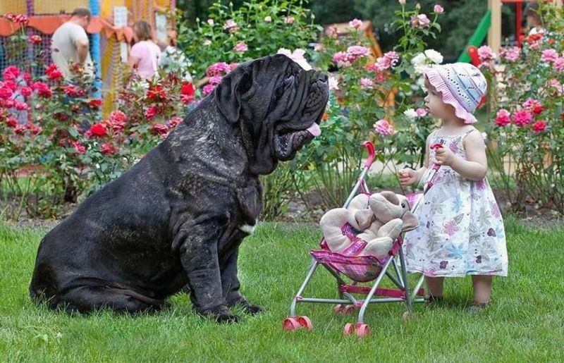 Собака и ребенок
