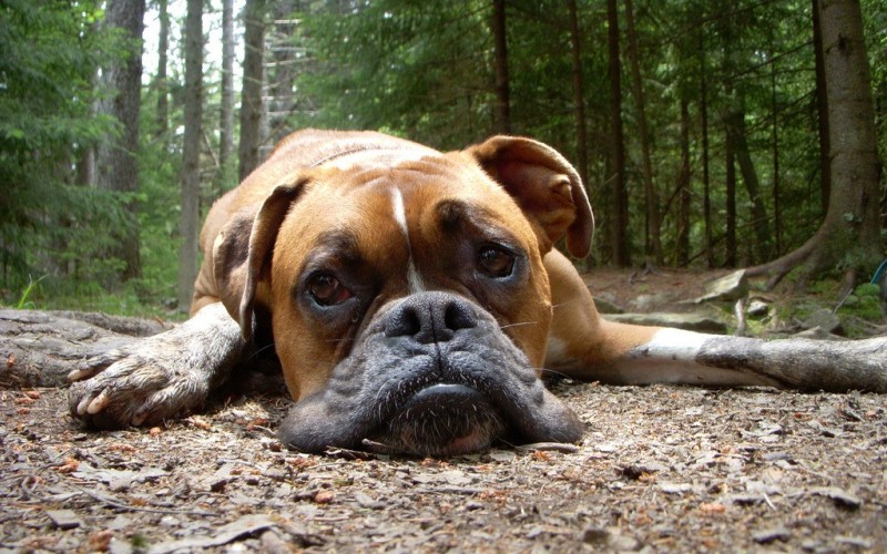 Пес отдыхает в лесу