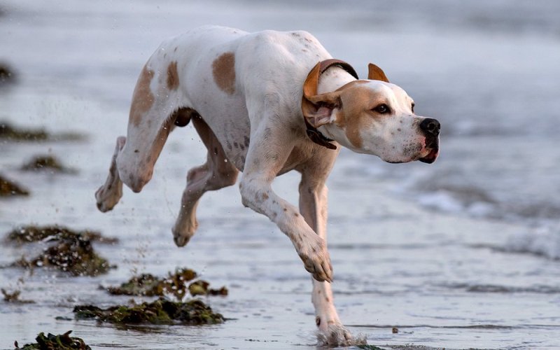 Бегущий по воде пес