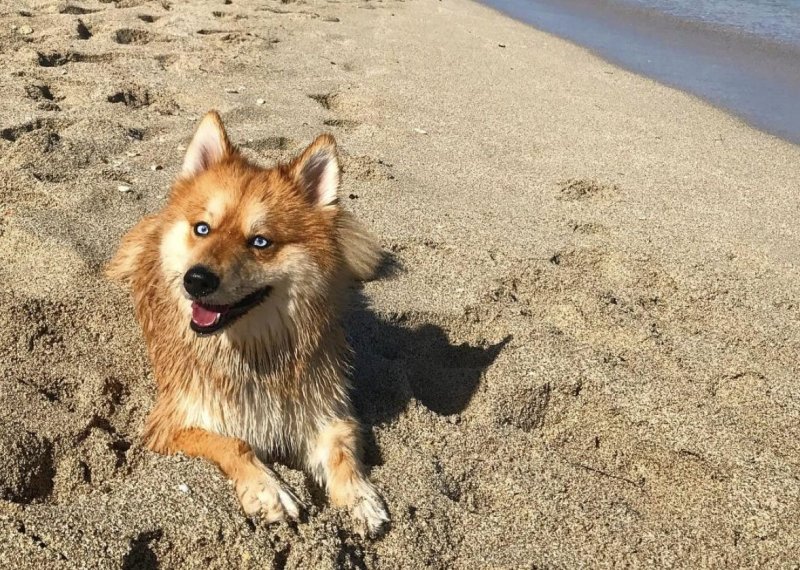 Пес на пляже