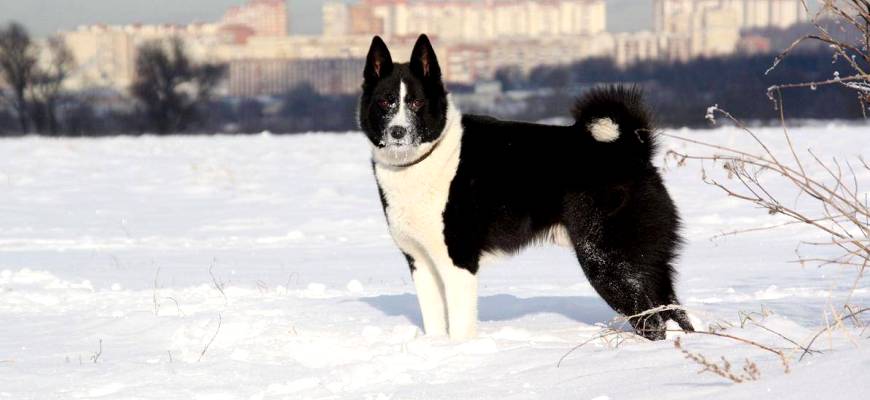 Порода собак Русско-европейская лайка