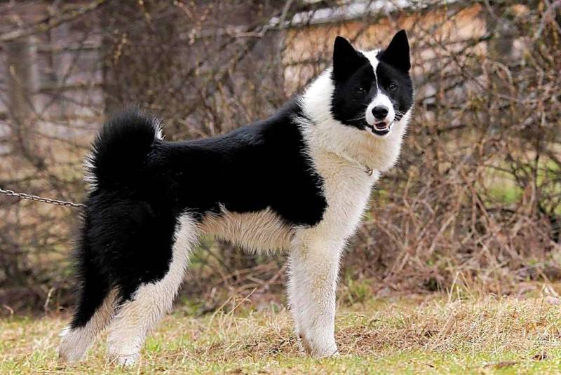 Черно-белый пес