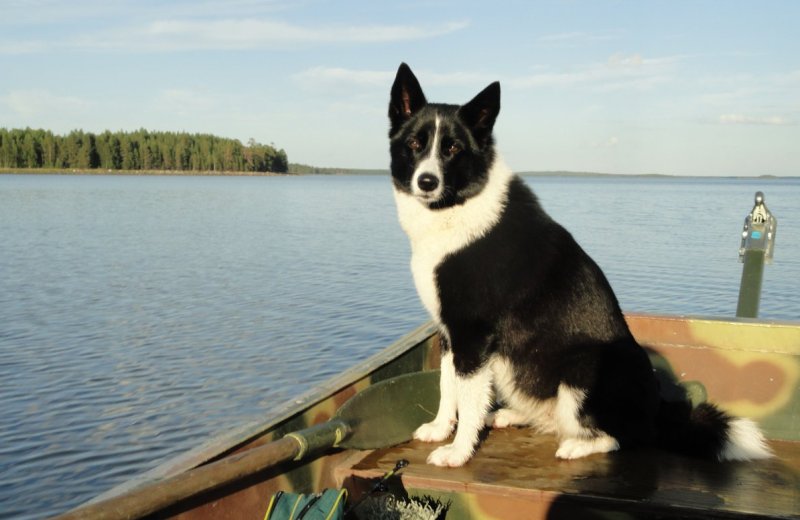 Собака в лодке