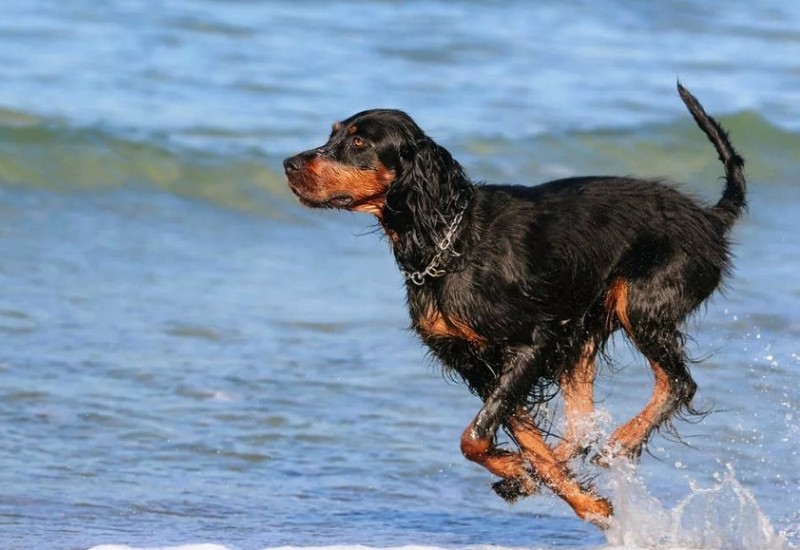 Пес бежит по воде