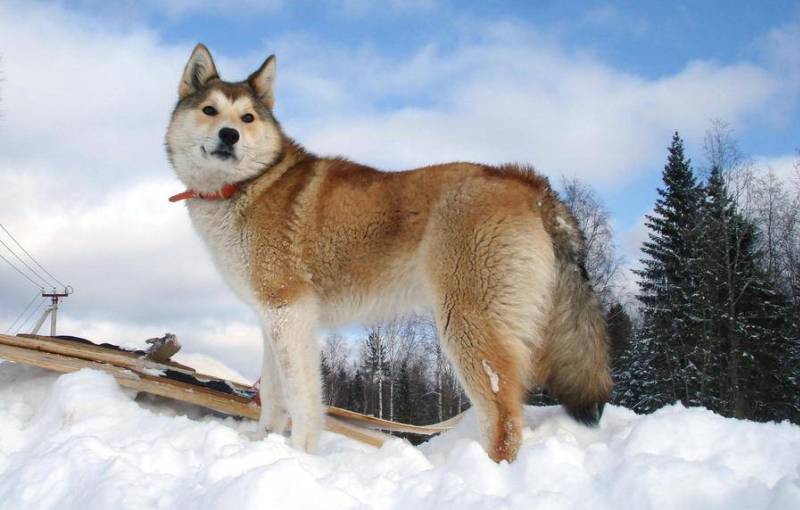 Пес на снегу