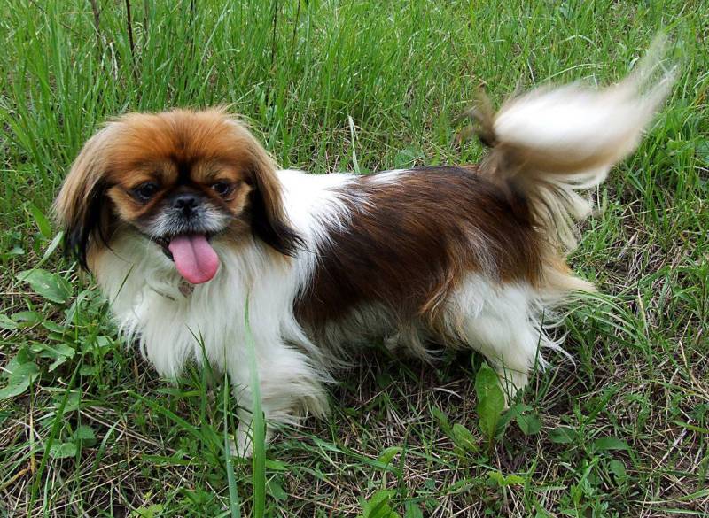 Пес в траве