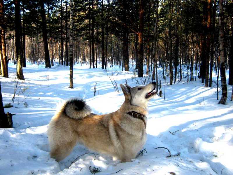 Охотничий пес в снегу