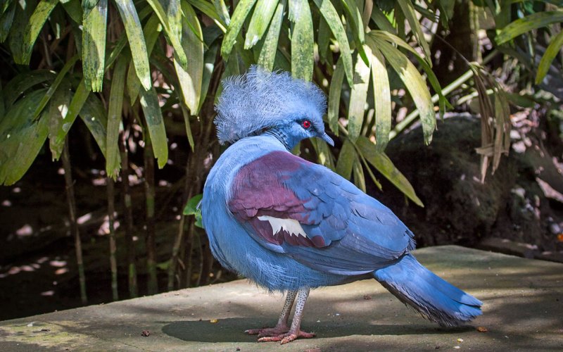 Птица венценосный голубь 