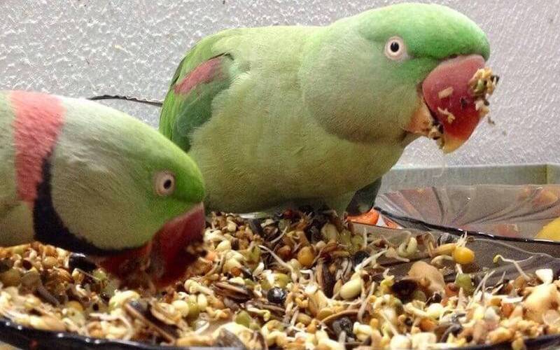 Попугаи едят корм 