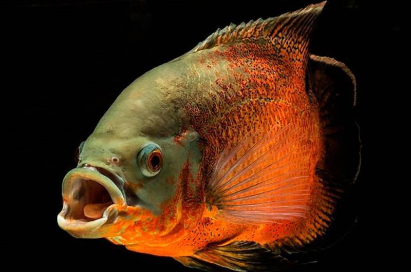 Голова рыбы 