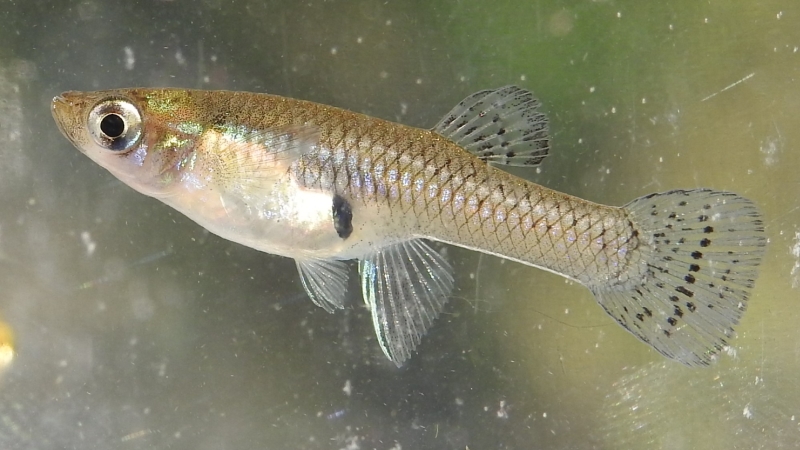 Рыбка гамбузия 