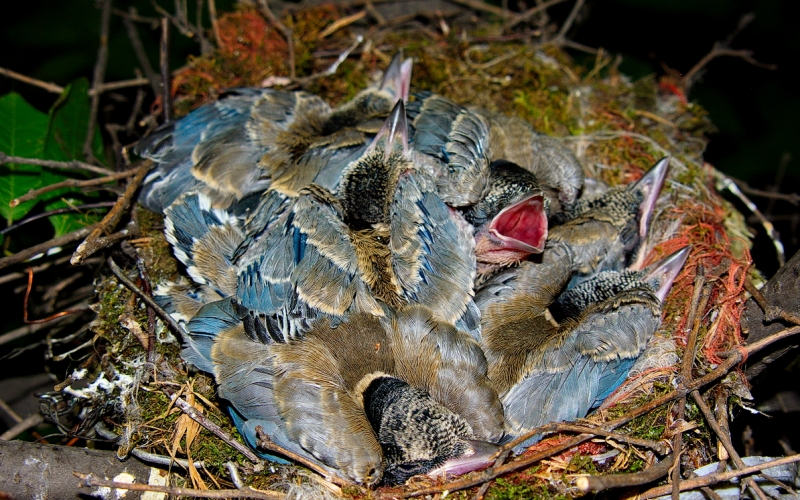 Птенцы голубой сороки