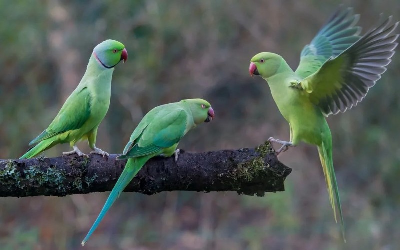 Яркие попугаи 