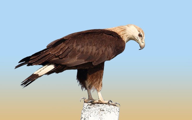 Птица орлан-долгохвост 