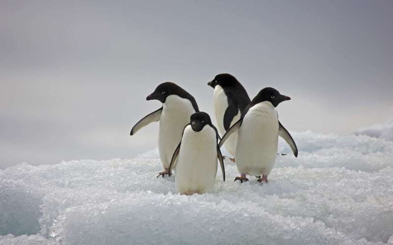 Пингвины на льдине 