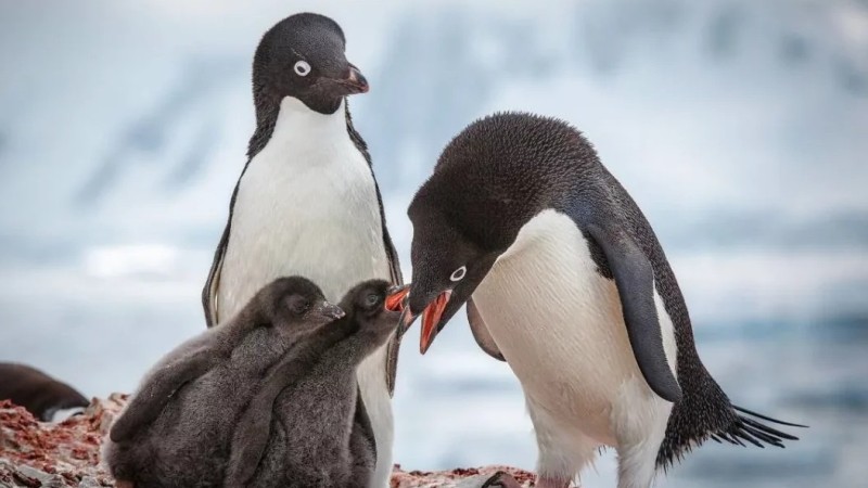 Птенцы пингвинов адели 
