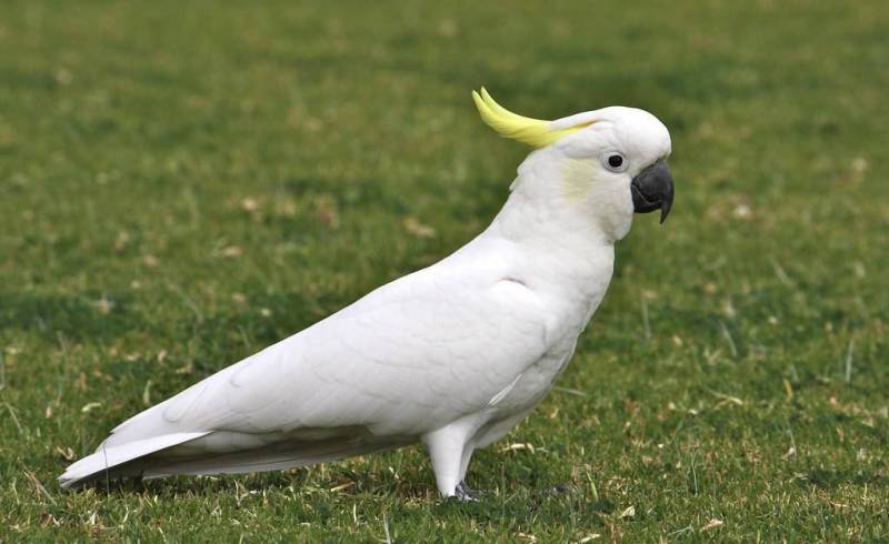 Птица попугай какаду 